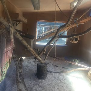 BW ruffed lemur indoors