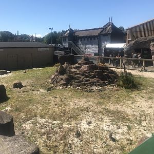 Mixed savannah enclosure