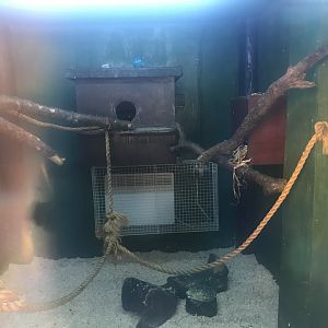 Castle zoo- Common marmoset indoors