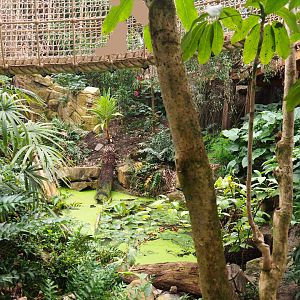 Pond seen from new adventure route, 2022-07-03