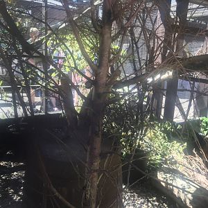 Castle zoo- Common marmoset enclosure