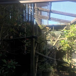 Kingkajou enclosure