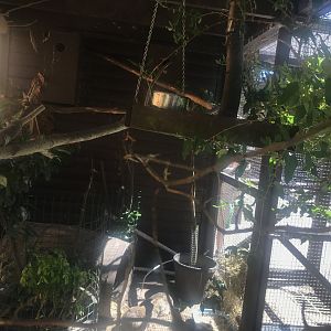 Jay and rabbit enclosure