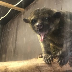 Kingkajou