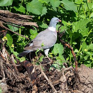 Wild Common wood pigeon (Columba palumbus), 2022-07-03
