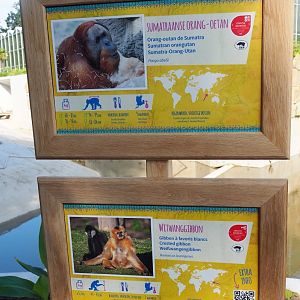 Sumatran orangutan and Northern white-cheeked gibbon signs, 2022-07-03