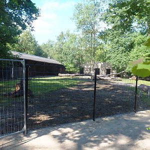 Somali wild donkey paddock, 2022-07-03