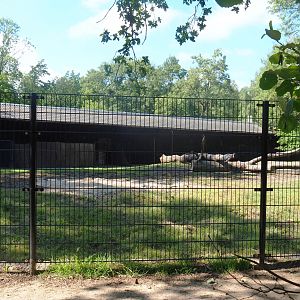 Somali wild donkey paddock, 2022-07-03