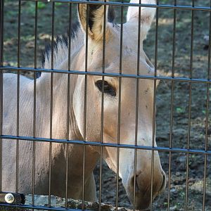 Somali wild donkey (Equus africanus somaliensis), 2022-07-03