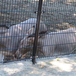 Somali wild donkeys (Equus africanus somaliensis), 2022-07-03
