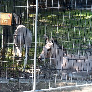 Somali wild donkeys (Equus africanus somaliensis), 2022-07-03