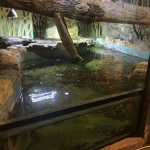 Dwarf crocodile enclosure