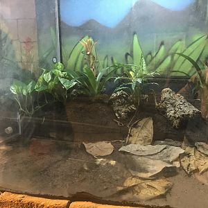 Green and brown mantella enclosure