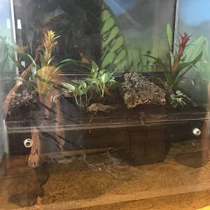 Dyeing poison frog enclosure