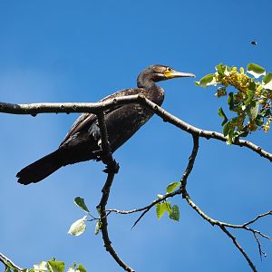 Wild Great cormorant (Phalacrocorax carbo), 2022-07-03