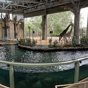 Hippo + Giraffe Exhibits