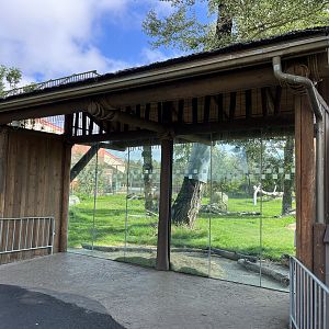 African Lion Exhibit