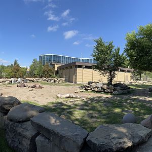 Bactrian Camel Exhibit