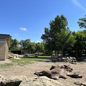 Bactrian Camel Exhibit