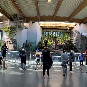 White-handed Gibbon Exhibit