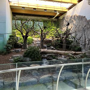 White-handed Gibbon Exhibit