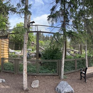 Black Bear Exhibit