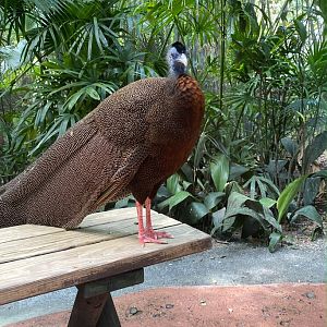 Great Argus Pheasant