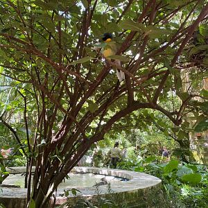 Blue-crowned Laughingthrush