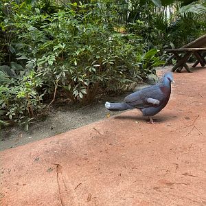 Victoria Crowned Pigeon