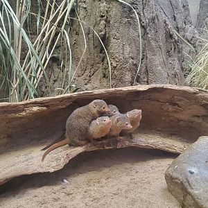 Prospect Park Zoo (2022) - Dwarf Mongoose