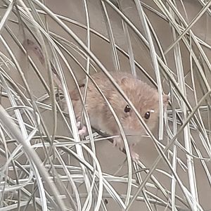 Prospect Park Zoo (2022) - Eurasian Harvest Mouse