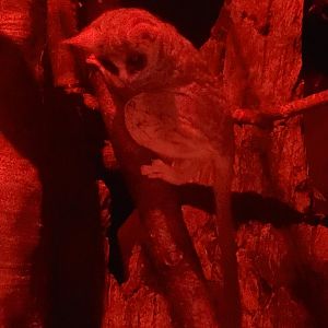 Prospect Park Zoo (2022) - Lesser Bushbaby