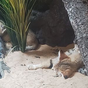 Prospect Park Zoo (2022) - Sand Cat