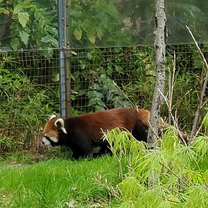 Prospect Park Zoo (2022) - Red Panda