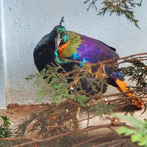 Prospect Park Zoo (2022) - Himalayan Monal