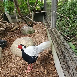 Prospect Park Zoo (2022) - Silver Pheasant