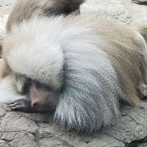 Prospect Park Zoo (2022) - Hamadryas Baboon