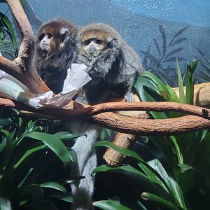 Prospect Park Zoo (2022) - Bolivian Titi