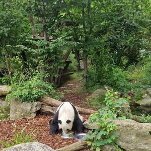 Giant Panda