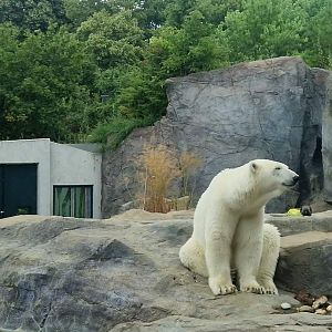 Polar Bear