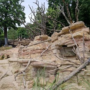 New Barbary Sheep/Barbary Macaque exhibit