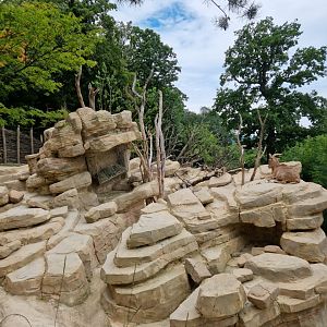 New Barbary Sheep/Barbary Macaque exhibit
