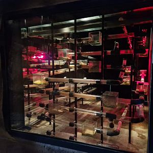 Naked Mole rat exhibit, Desert House