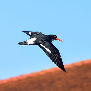 Australian Pied Oystercatcher