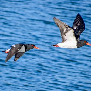 Australian Pied Oystercatchers
