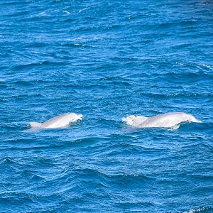 Indo-Pacific Bottlenose Dolphin