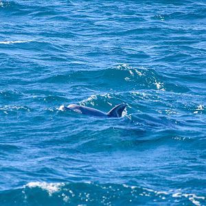 Indo-Pacific Bottlenose Dolphin