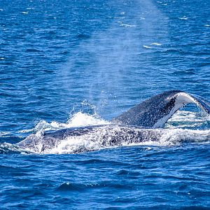 Humpback Whales