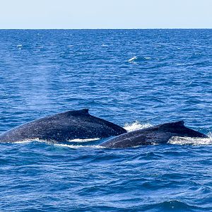Humpback Whales
