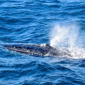 Humpback Whale